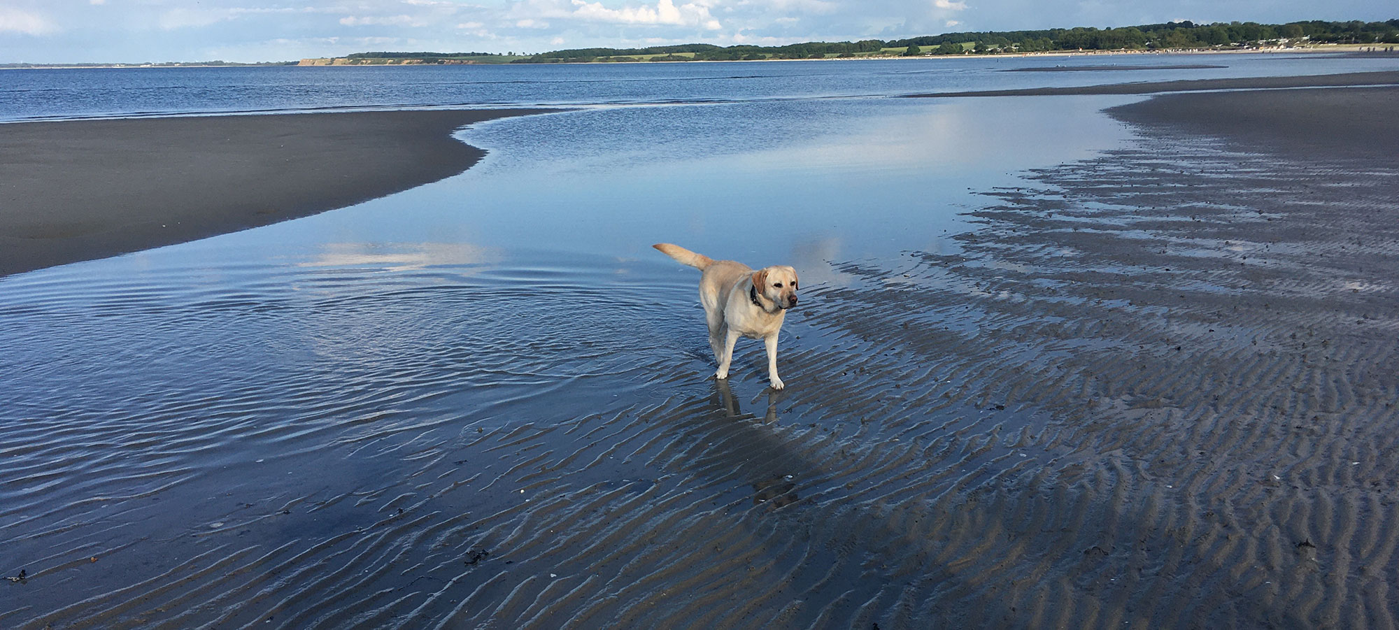Urlaub mit Hund in Hohwacht